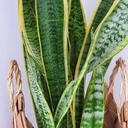 Palmeira Comfort Daire *