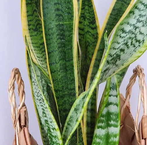 Palmeira Comfort Appartamento *